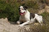 BOULEDOGUE AMERICAIN 409